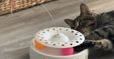 3-in-1 Automatic Interactive Kitten Toy, cat gifts for cat lovers